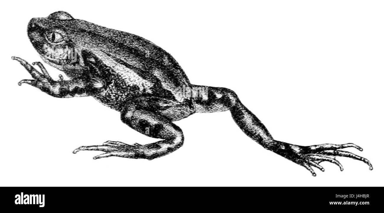 Semnodactylus wealii est une espèce de grenouille appartenant à la famille des Ceratophryidae, originaire d'Amérique du Sud. Cet amphibien est connu pour son apparence et son comportement distinctifs. Banque D'Images