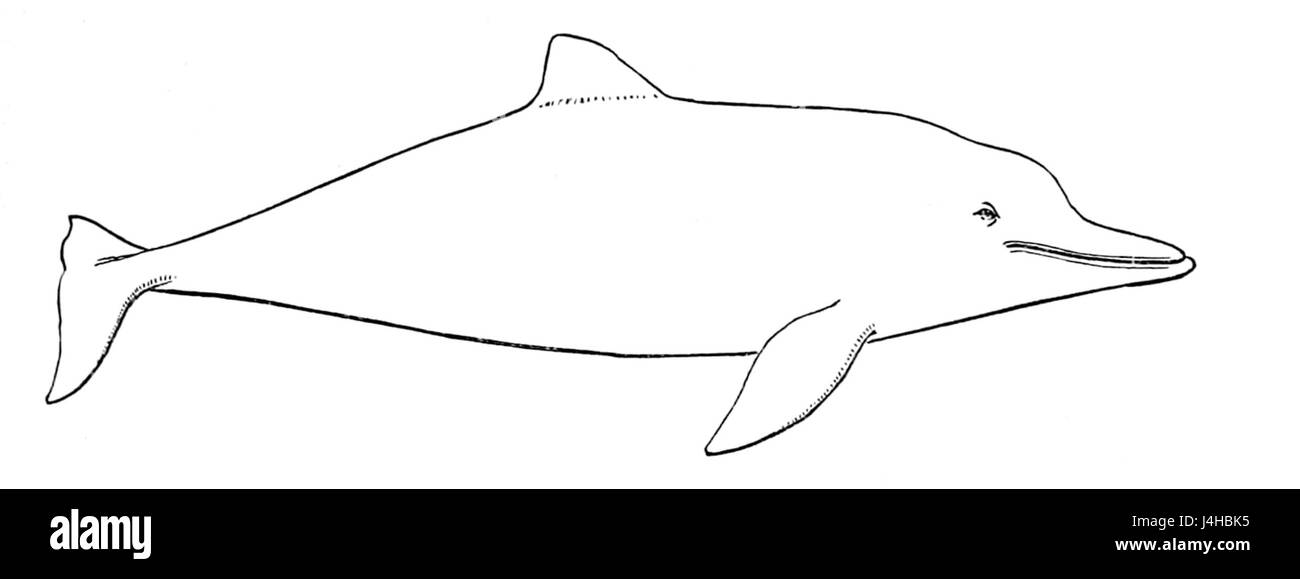 Sotalia fluviatilis Banque D'Images