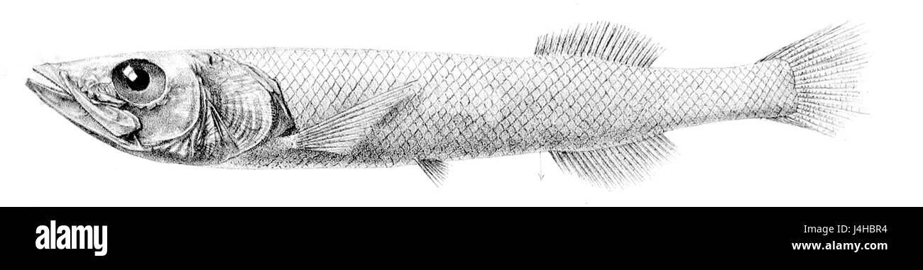 Talismania homoptera est une espèce d'insecte de l'ordre des Hemiptères. Connu pour sa morphologie unique, cet insecte fait partie de la vraie famille des insectes et se trouve dans les régions tropicales, en particulier en Amérique du Sud. Banque D'Images