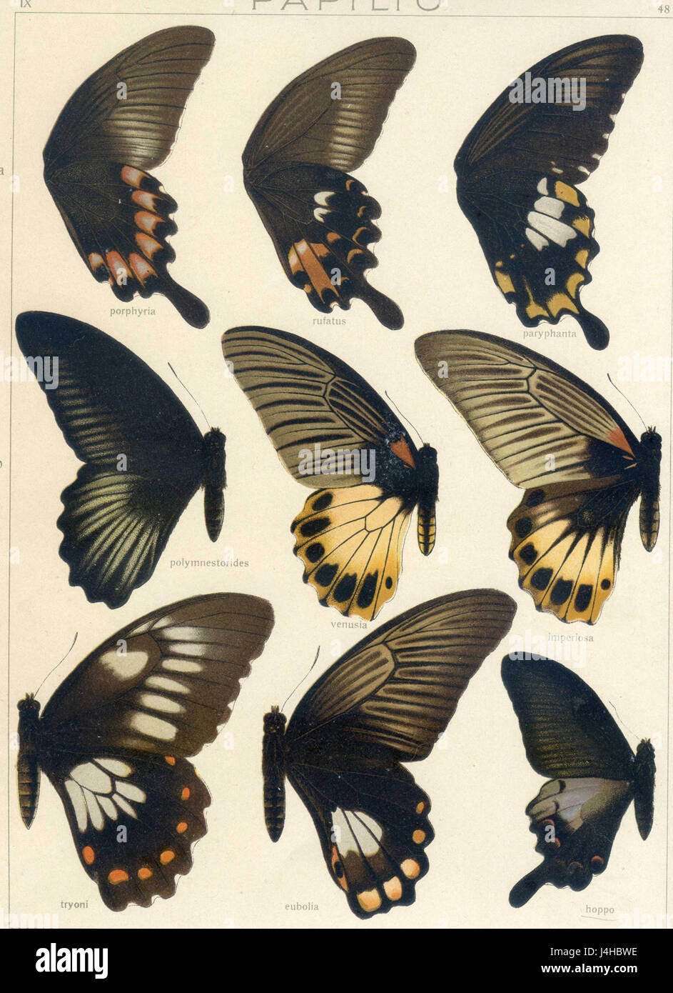 La « faune indo-australique » de Seitz, planche 48, fait partie d'un travail renommé sur la diversité de la faune de la région indo-australienne, mettant en valeur les espèces trouvées dans ces régions. Banque D'Images