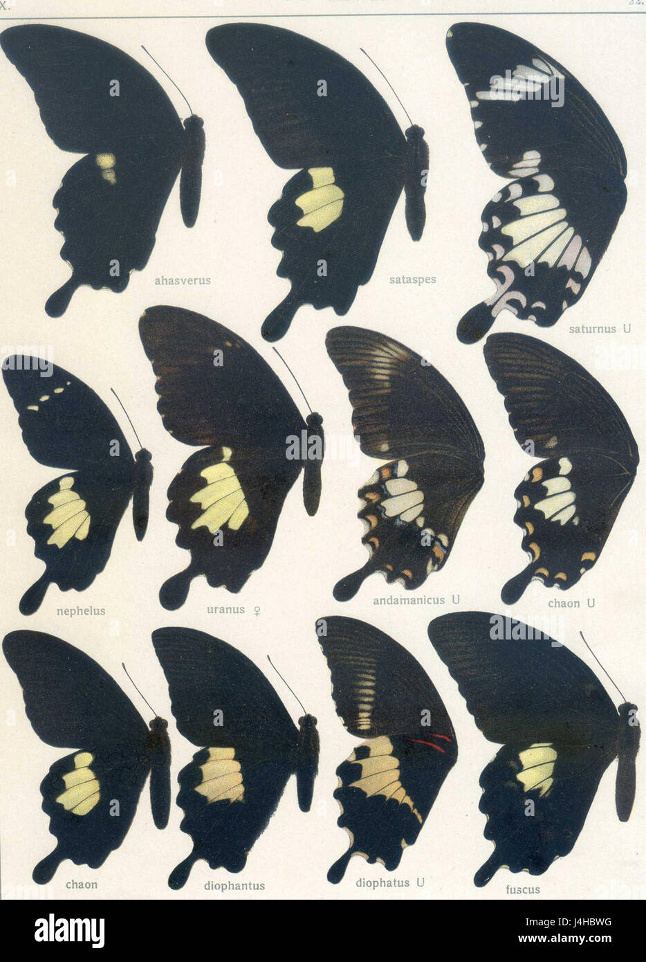 Seitz9FaunaIndoAustralicaPlate22 Banque D'Images