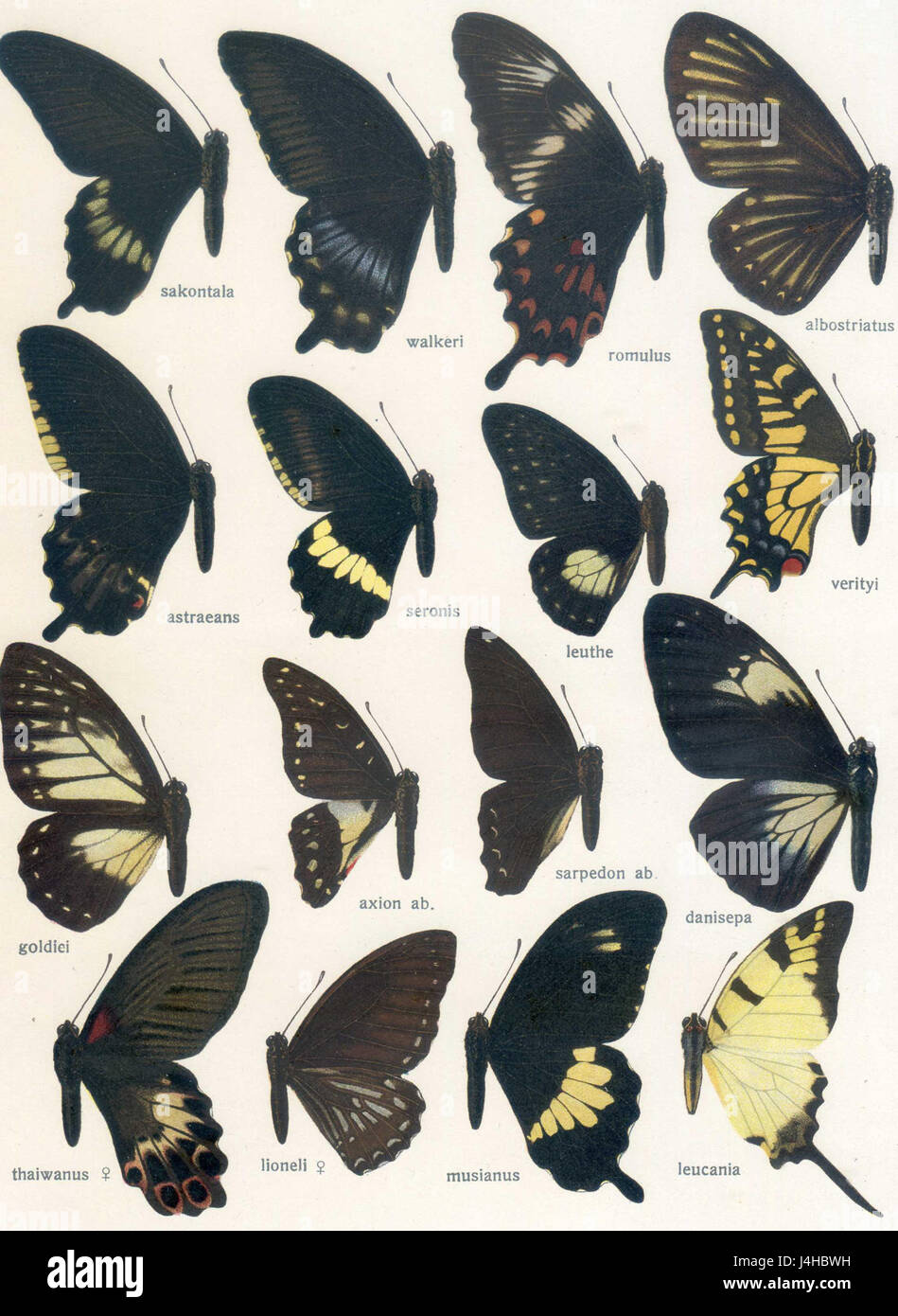 Ceci fait référence à la planche 3 de 'Fauna IndoAustralica' de Seitz, une illustration d'animaux de la région indo-australienne. L'œuvre comprend des représentations détaillées de la faune locale. Banque D'Images