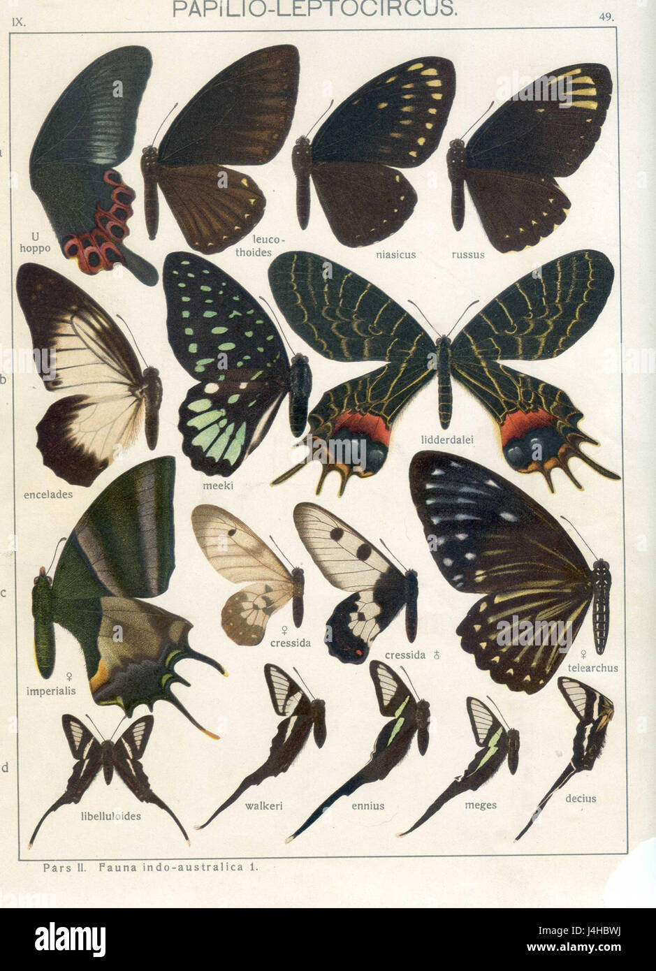 Cette illustration, qui fait partie de la série Fauna Indo-Australica de Seitz, montre une espèce d'oiseau originaire de la région indo-australienne. La série met en lumière la diversité de la faune dans cette région, avec des images détaillées d'animaux et d'oiseaux d'importance scientifique. Banque D'Images