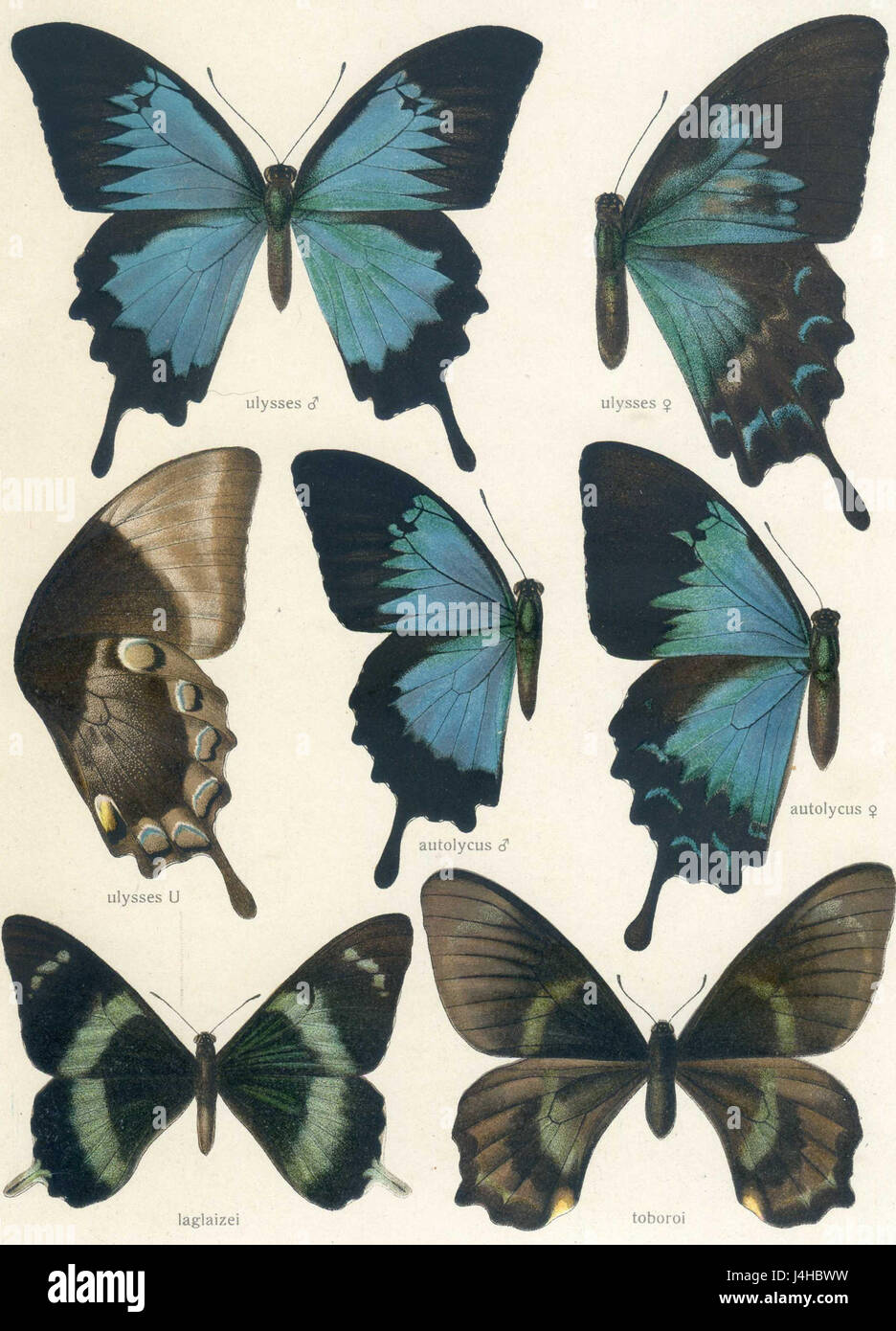 Seitz9FaunaIndoAustralicaPlate38 Banque D'Images