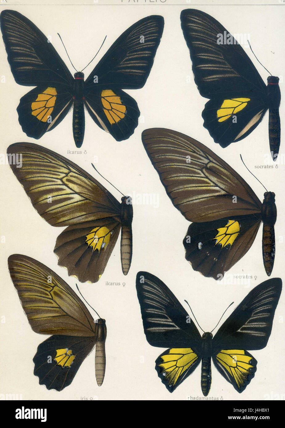 Seitz9FaunaIndoAustralicaPlate12 Banque D'Images