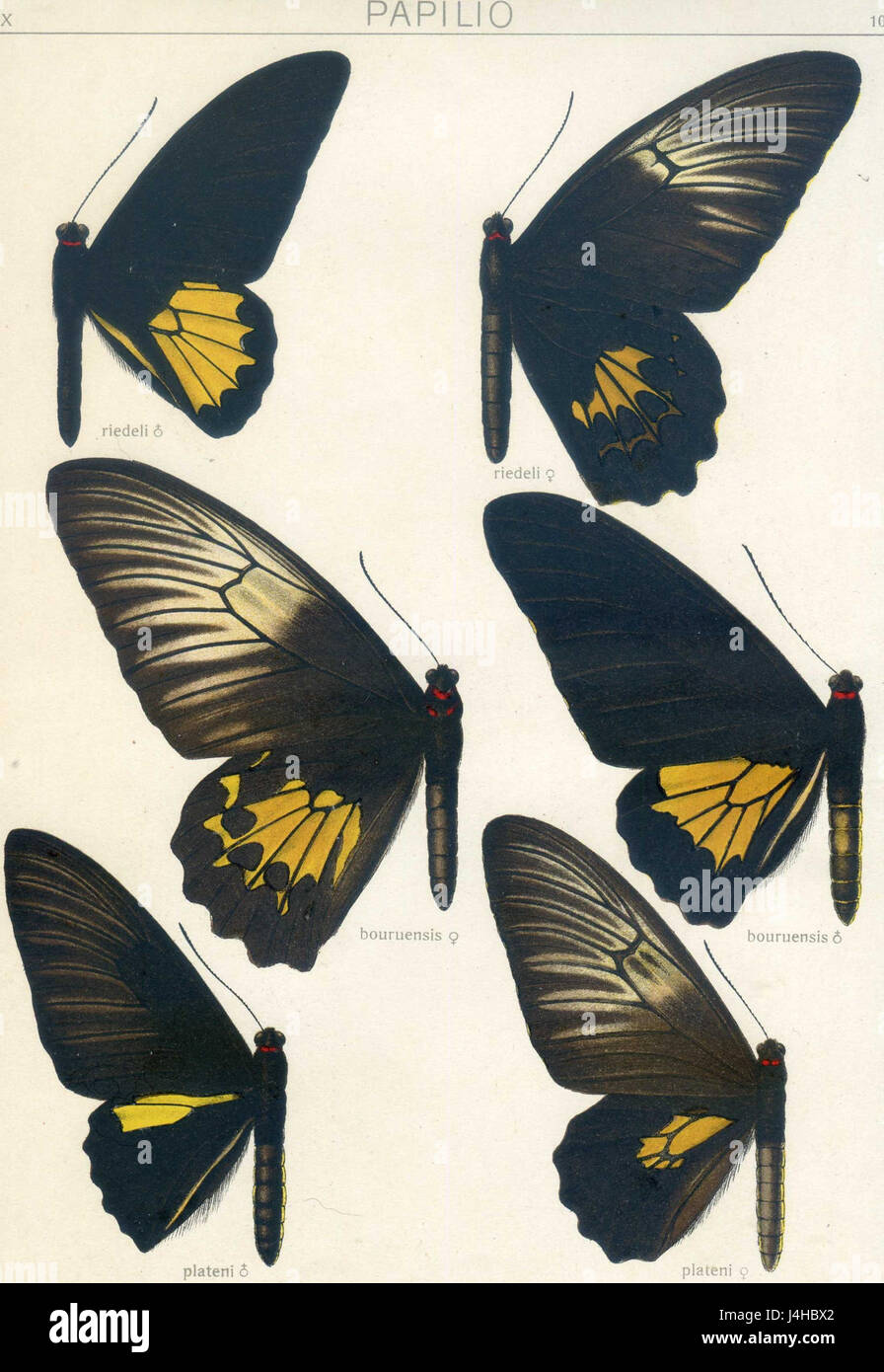 Cette assiette tirée de « Fauna Indo-Australica » de Seitz illustre la diversité de la faune de la région indo-australienne, mettant en valeur la variété des espèces indigènes de cette région. Banque D'Images