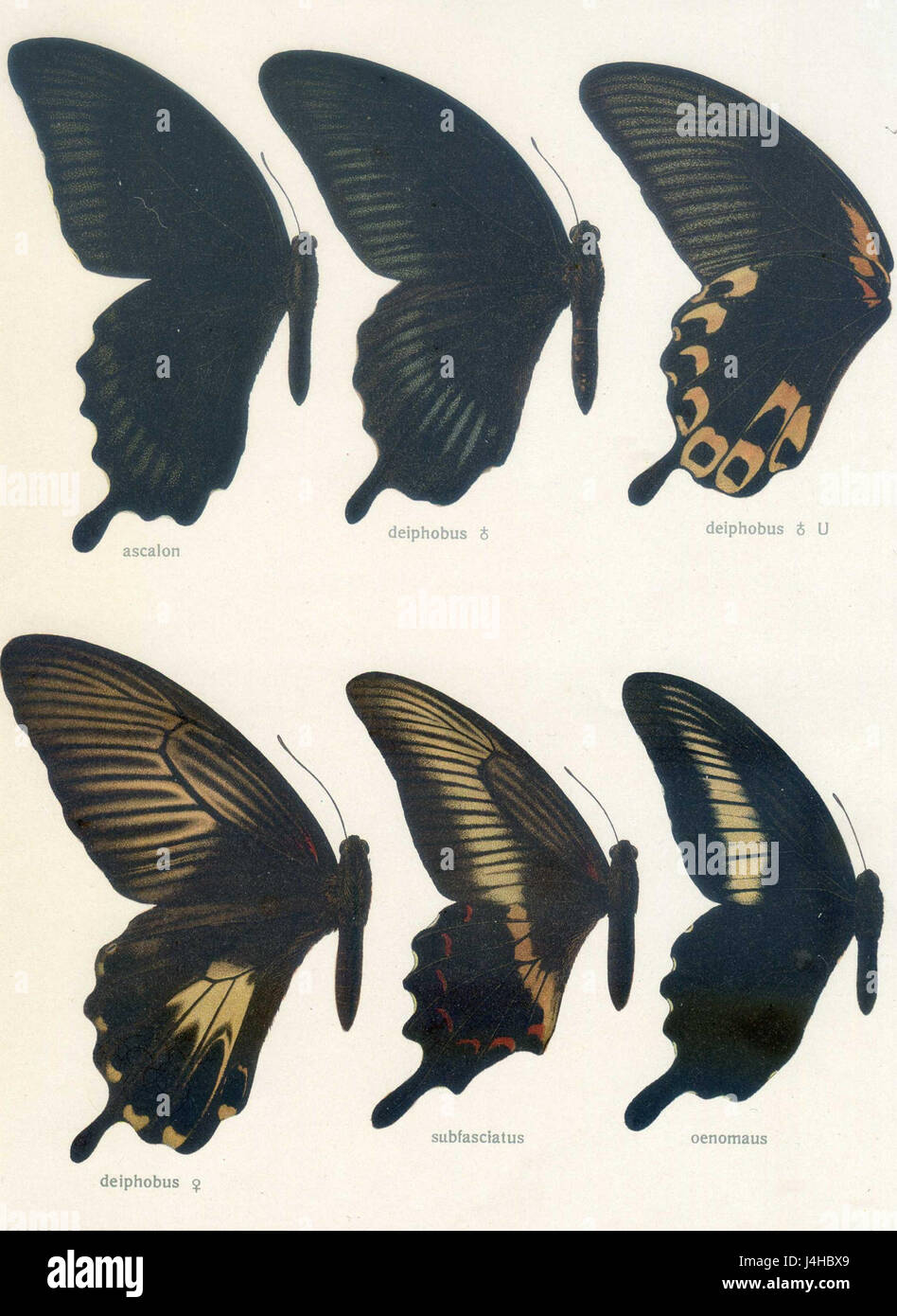 Seitz9FaunaIndoAustralicaPlate28 Banque D'Images