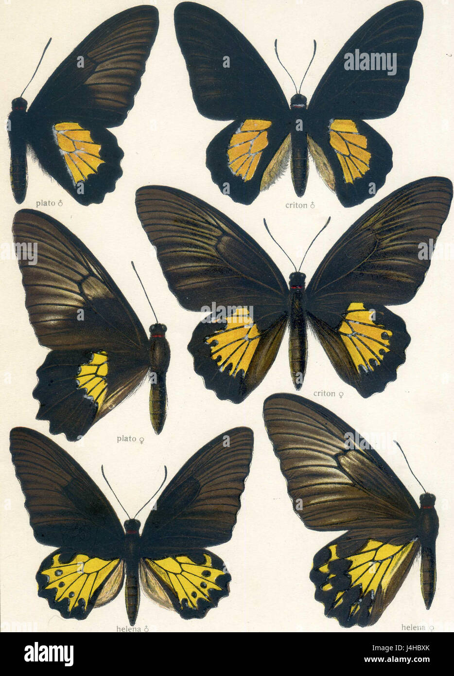 Cette illustration est tirée de l'ouvrage 'Fauna Indo-Australica' de Seitz, mettant en valeur la riche biodiversité de la région indo-australienne. La plaque présente des représentations détaillées de diverses espèces indigènes de la région, en se concentrant sur leurs caractéristiques naturelles et leur environnement. Banque D'Images