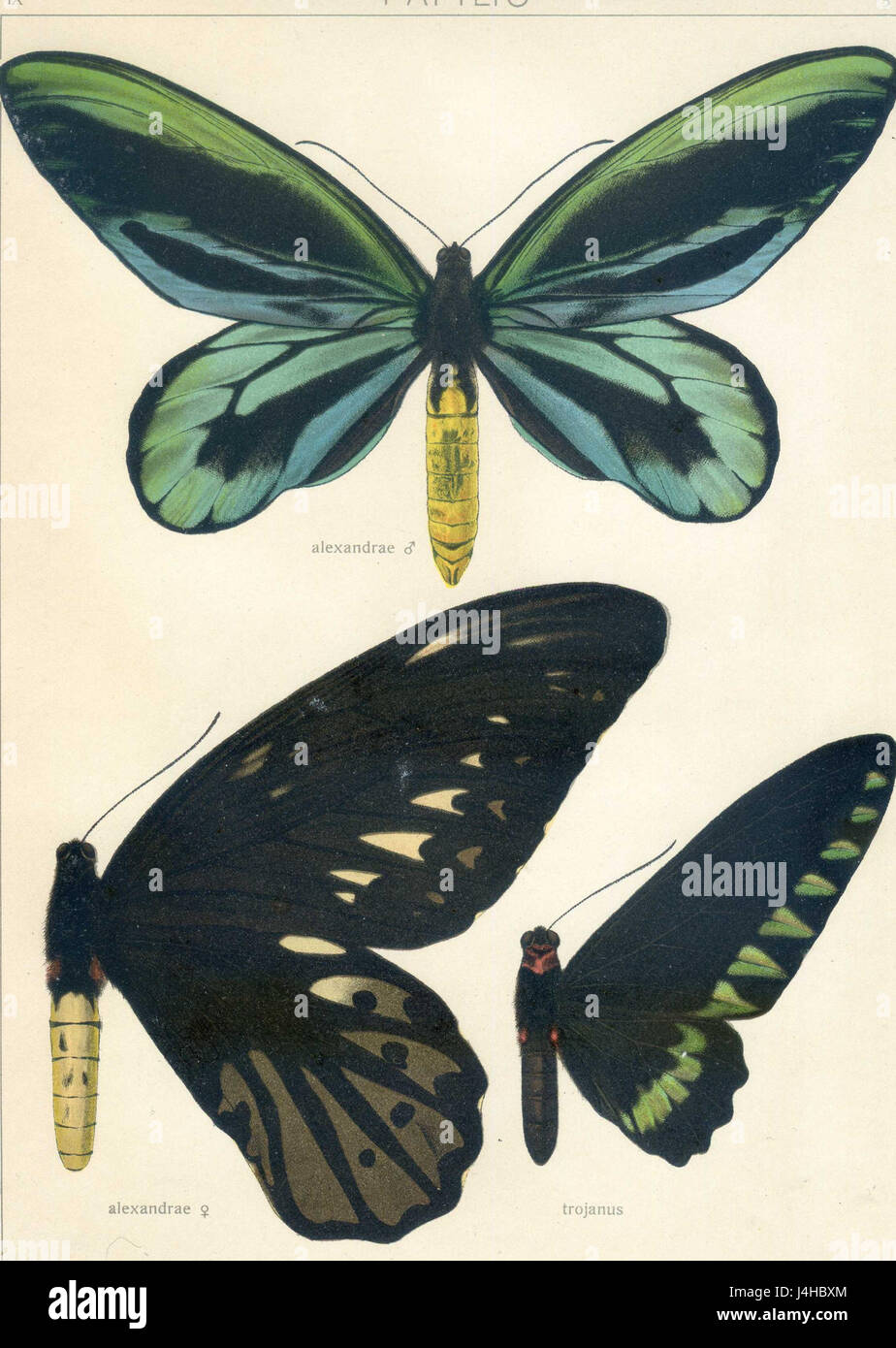 Seitz9FaunaIndoAustralicaPlate5 Banque D'Images