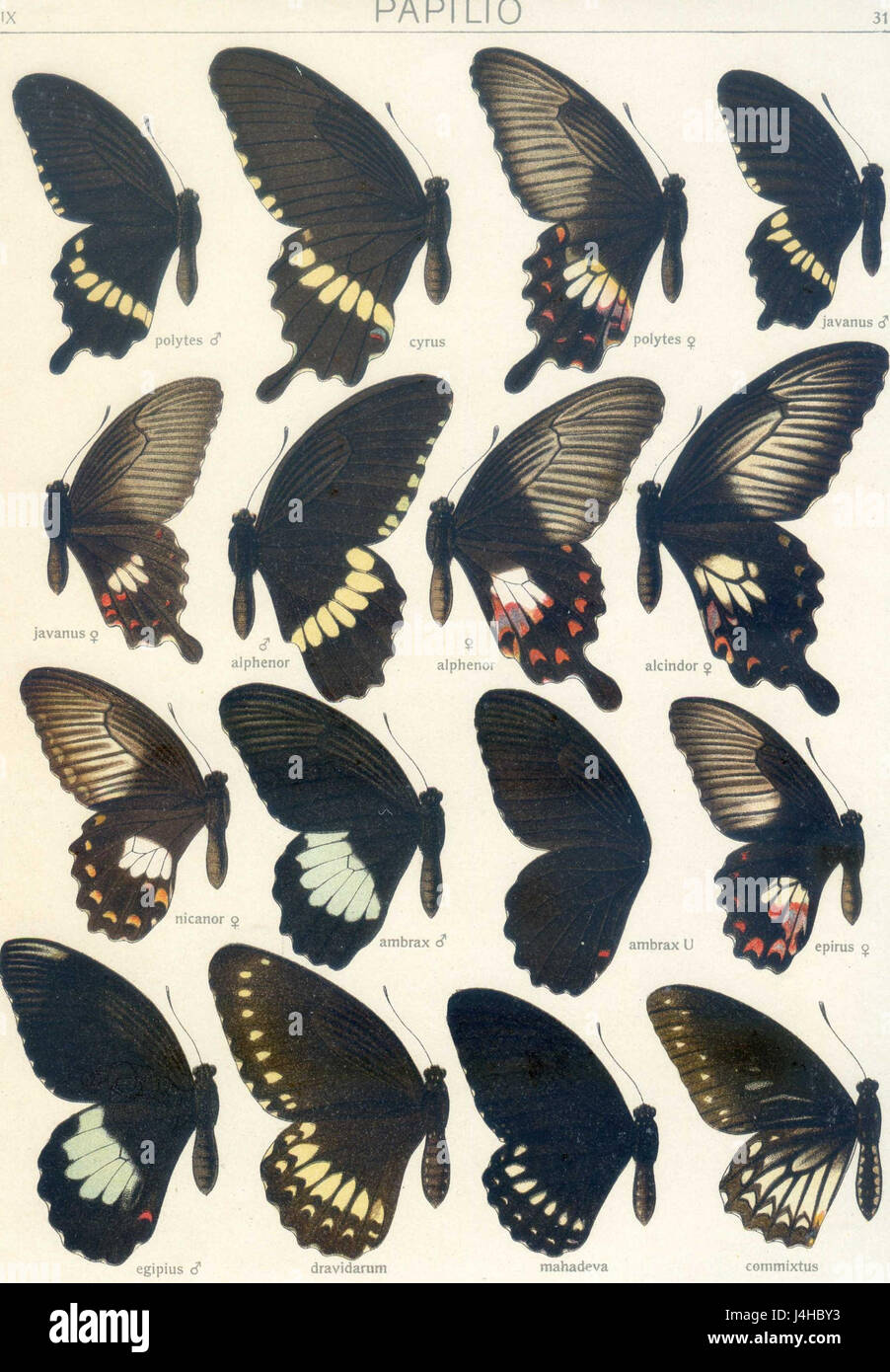 Seitz9 Fauna Indo-Australica planche 3 est une illustration détaillée de la série documentant la faune de la région indo-australienne. Il présente les diverses espèces de la région, fournissant des informations précieuses sur la faune de cette région. Banque D'Images