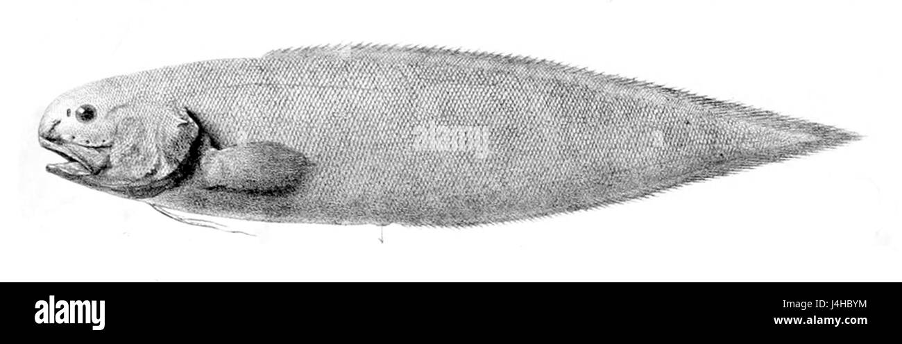 Spectrunculus grandis est une espèce de poissons d'eau profonde que l'on trouve dans l'océan Atlantique. Connue pour sa bioluminescence, c’est une espèce rare qui habite les profondeurs de l’océan, souvent associée à la zone hadal. Banque D'Images