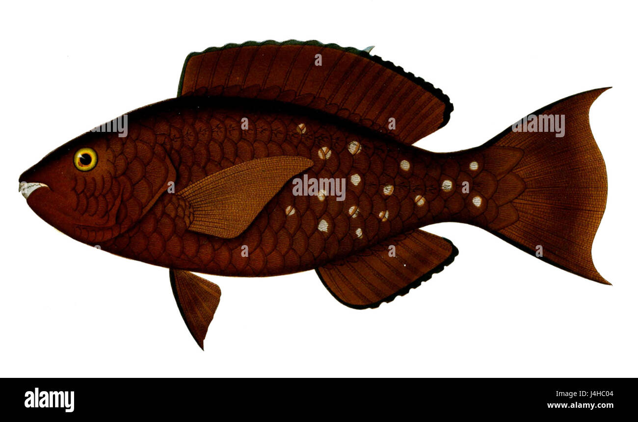 Scarus altipinnis est une espèce de poisson-perroquet trouvée dans la région Indo-Pacifique, connue pour ses couleurs vives et son importance pour les écosystèmes des récifs coralliens. Banque D'Images