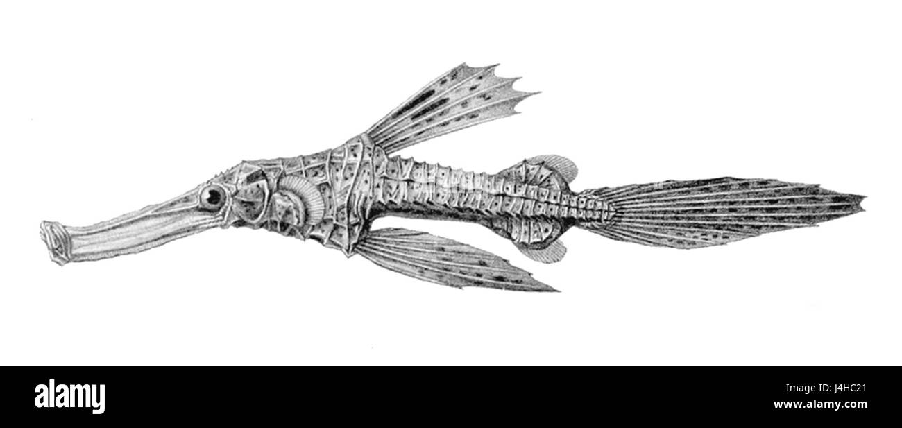 Solenostomus cyanopterus, connu sous le nom de filaire commun ou de filaire à taches bleues, est une espèce de poisson trouvée dans la région Indo-Pacifique. Il est reconnu pour ses taches bleues distinctives et est couramment trouvé dans les environnements de récifs coralliens. Banque D'Images