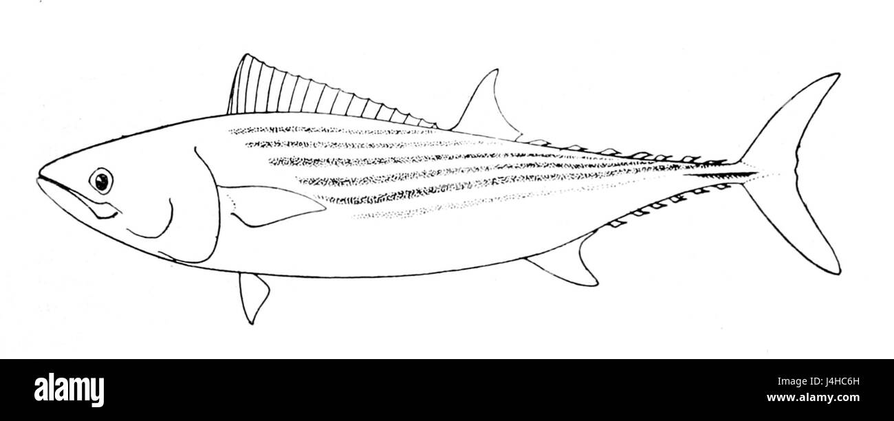 Sarda chiliensis Banque D'Images