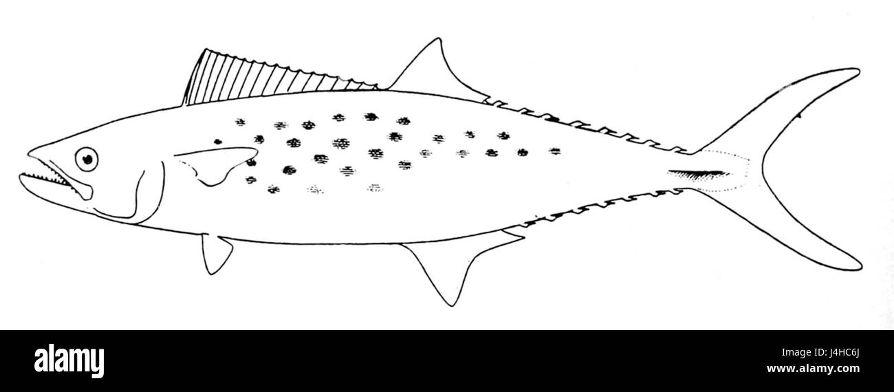 Scomberomorus sierra, communément appelé maquereau de Sierra, est une espèce de poisson trouvée dans l'est de l'océan Pacifique, appréciée pour son importance commerciale et écologique dans les écosystèmes marins. Banque D'Images