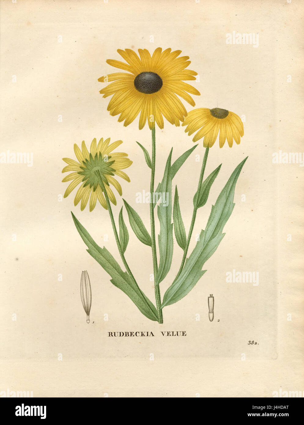 Rudbeckia hirta, communément appelée Susan aux yeux noirs, est une plante à fleurs originaire d'Amérique du Nord, connue pour ses pétales jaunes vibrants et son centre sombre. Banque D'Images