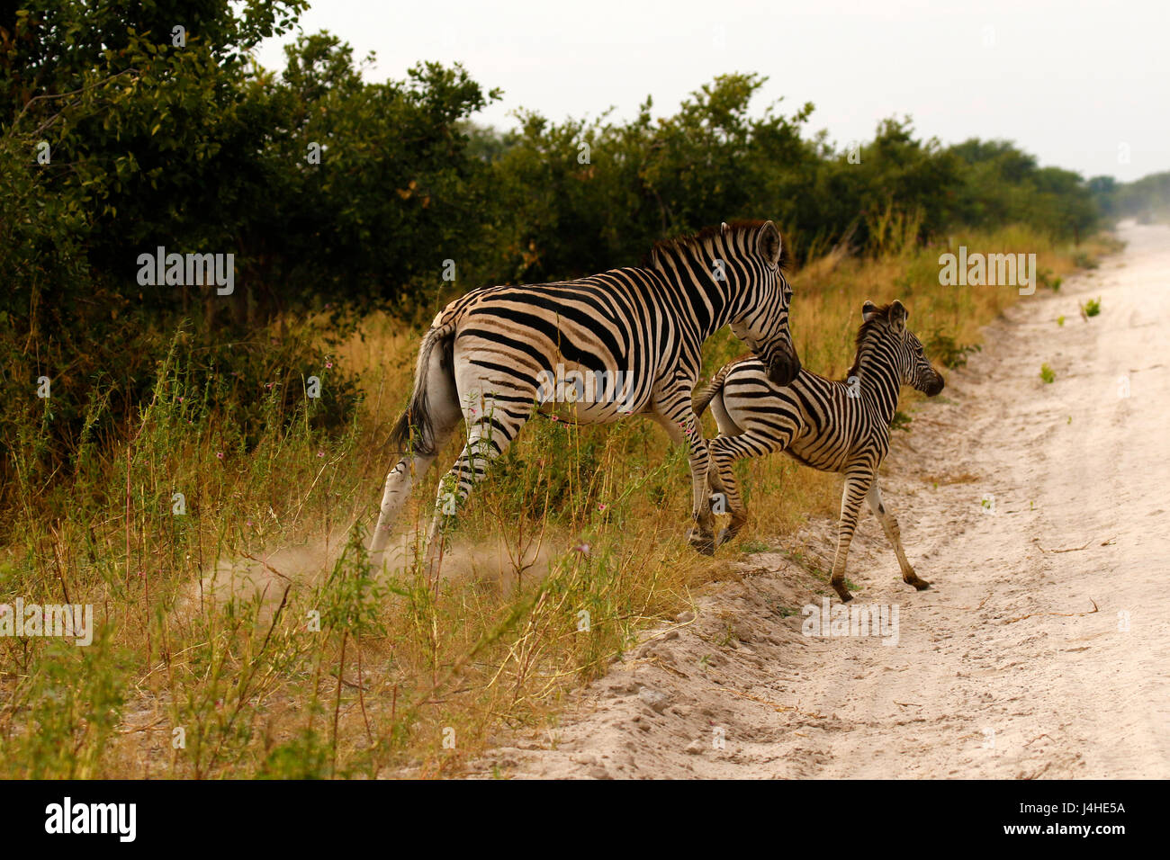 Maman & Bébé zèbres sauvages d'exécution sur le plaines Africaines Banque D'Images