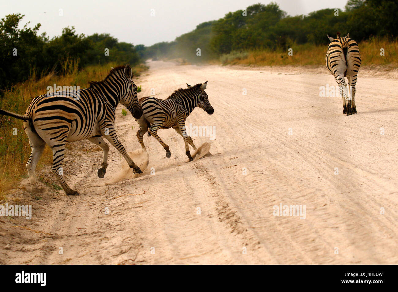 Maman & Bébé zèbres sauvages d'exécution sur le plaines Africaines Banque D'Images