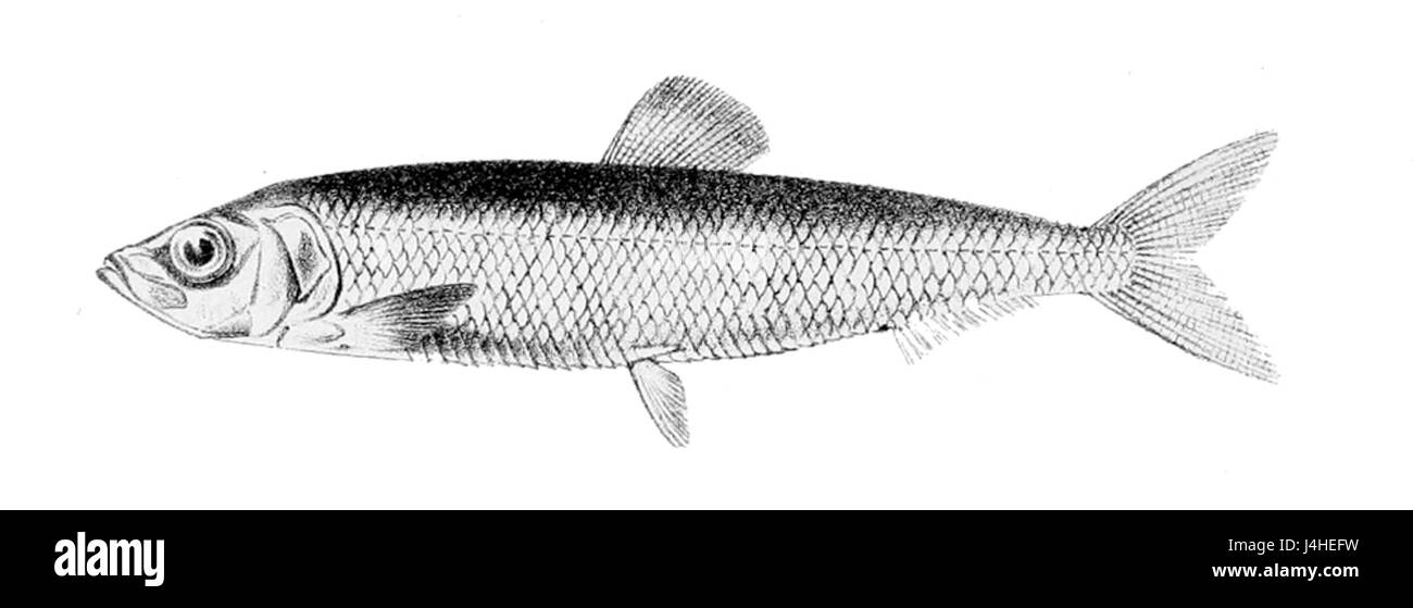 Sprattus sprattus1 Banque D'Images