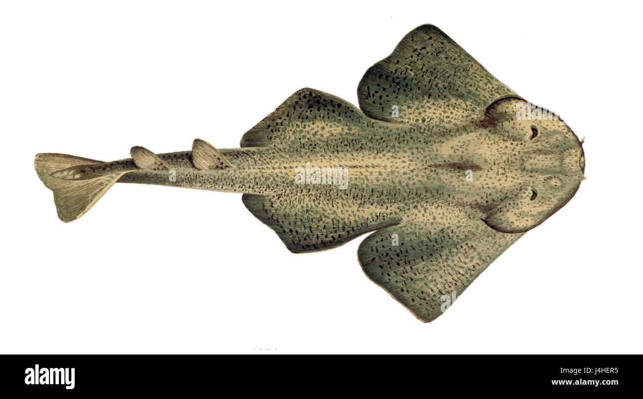 Squatina angelus, communément appelé requin ange, est une espèce de requin identifiée par Gervais. On le trouve dans l'est de l'océan Atlantique et est reconnu pour son corps aplati et son style de chasse unique. Banque D'Images