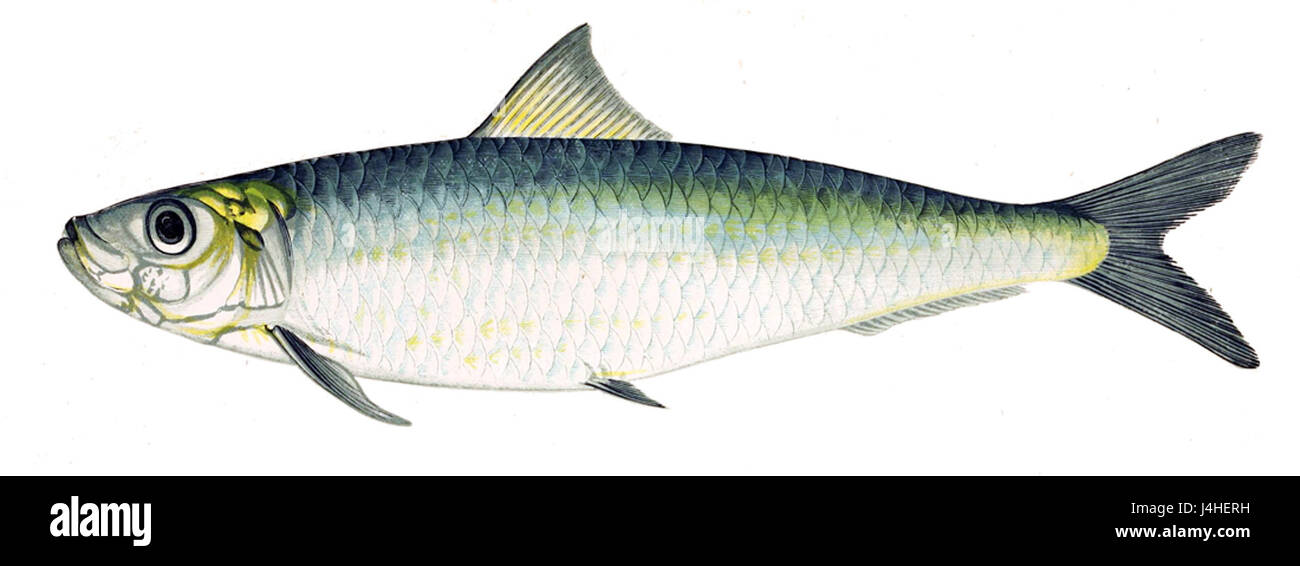 *Sardina pilchardus*, communément appelée pilchard européen ou sardine, est une espèce de poisson décrite par Gervais. Elle est vitale pour les écosystèmes marins et la pêche européenne. Banque D'Images