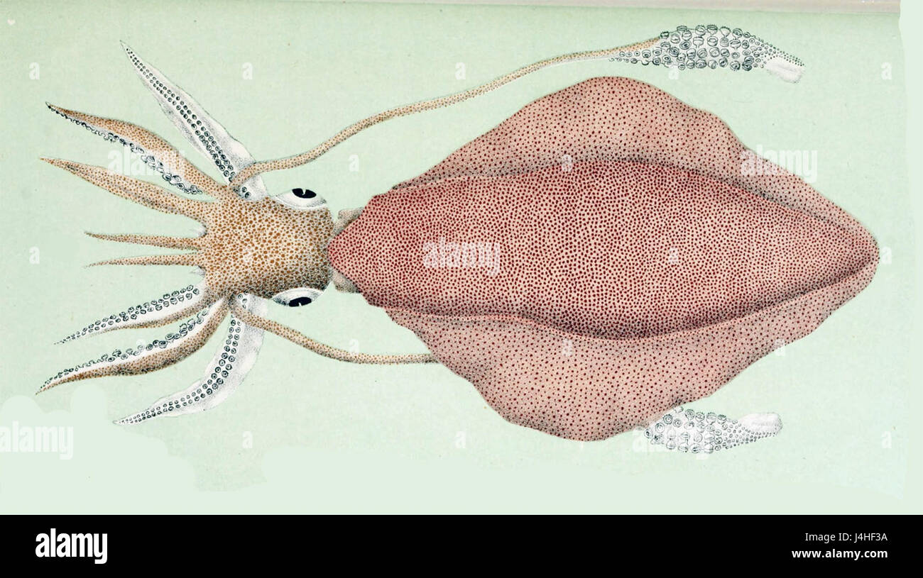 *Sepioteuthis australis* est une espèce de seiche originaire des eaux australes de l'Australie. Connu pour sa bioluminescence, ce céphalopode est remarquable pour ses comportements complexes et sa capacité à changer de couleur. Banque D'Images