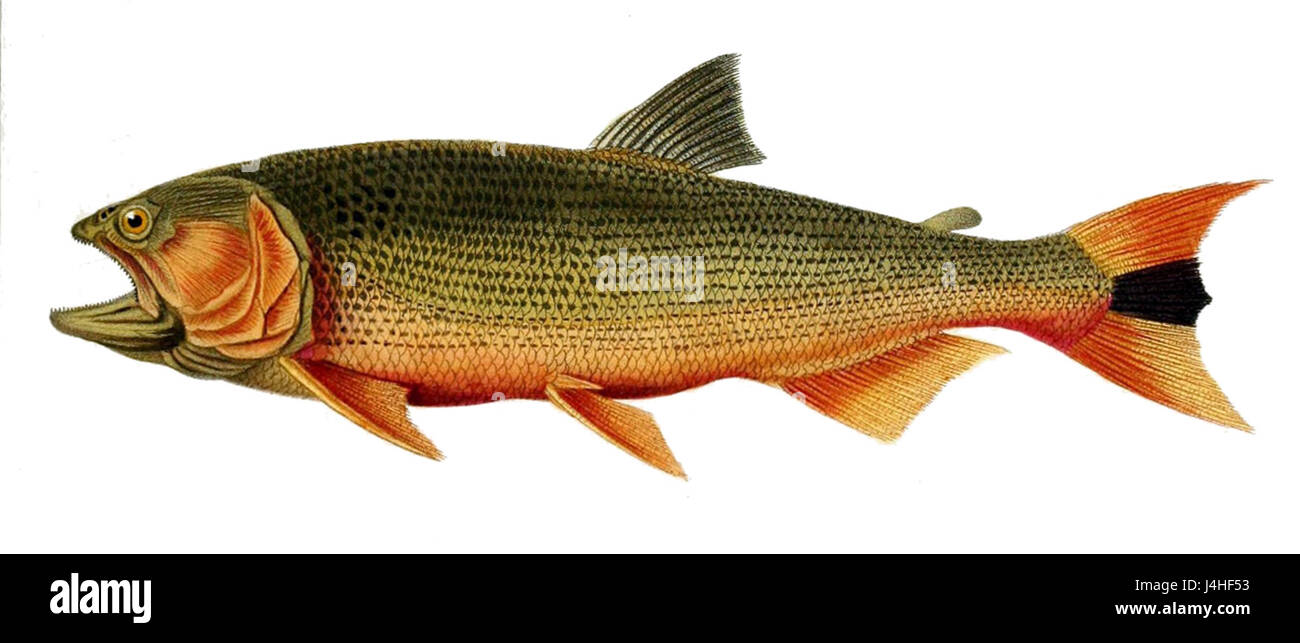 Salminus brasiliensis, également connu sous le nom de dourado, est une espèce de poisson prédateur originaire d'Amérique du Sud, connue pour son apparence frappante et sa forte capacité de combat. Banque D'Images Salminus brasiliensis, également connu sous le nom de dourado, est une espèce de poisson prédateur originaire d'Amérique du Sud, connue pour son apparence frappante et sa forte capacité de combat. Banque D'Images