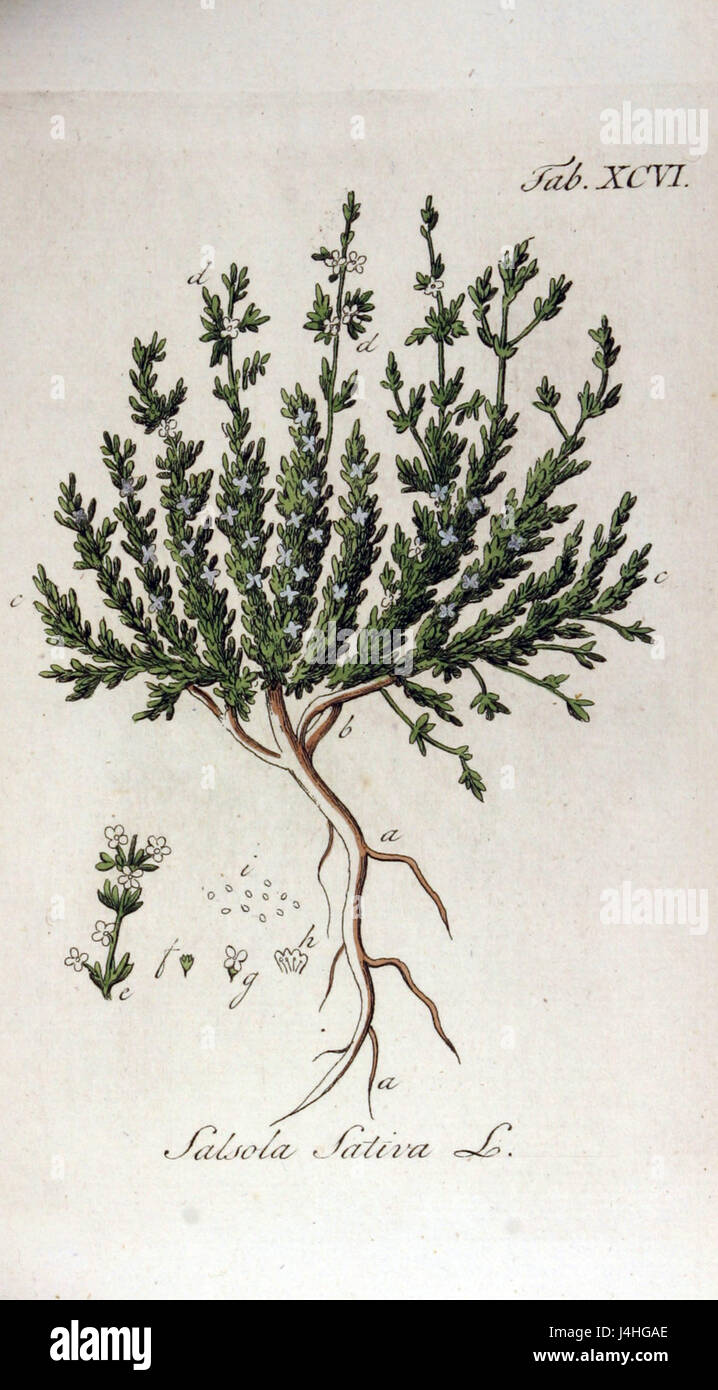 Salsola sativa, communément appelé 'chardon russe', est une espèce végétale originaire d'Eurasie. C'est une espèce envahissante dans de nombreuses régions du monde, connue pour sa dureté dans les environnements secs et son rôle dans la recherche écologique. Banque D'Images