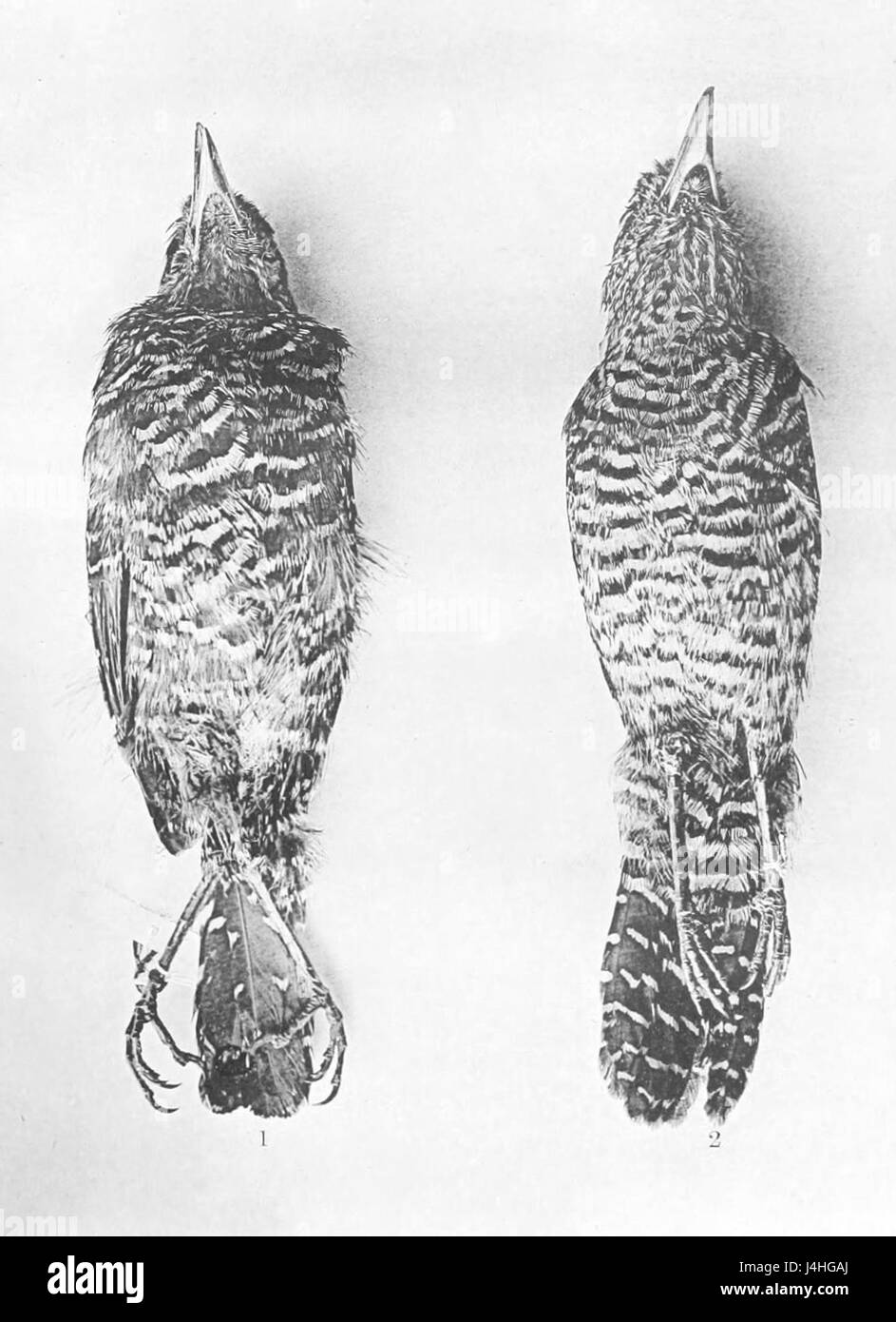 Thamnophilus doliatus nigrescens 1897 Banque D'Images