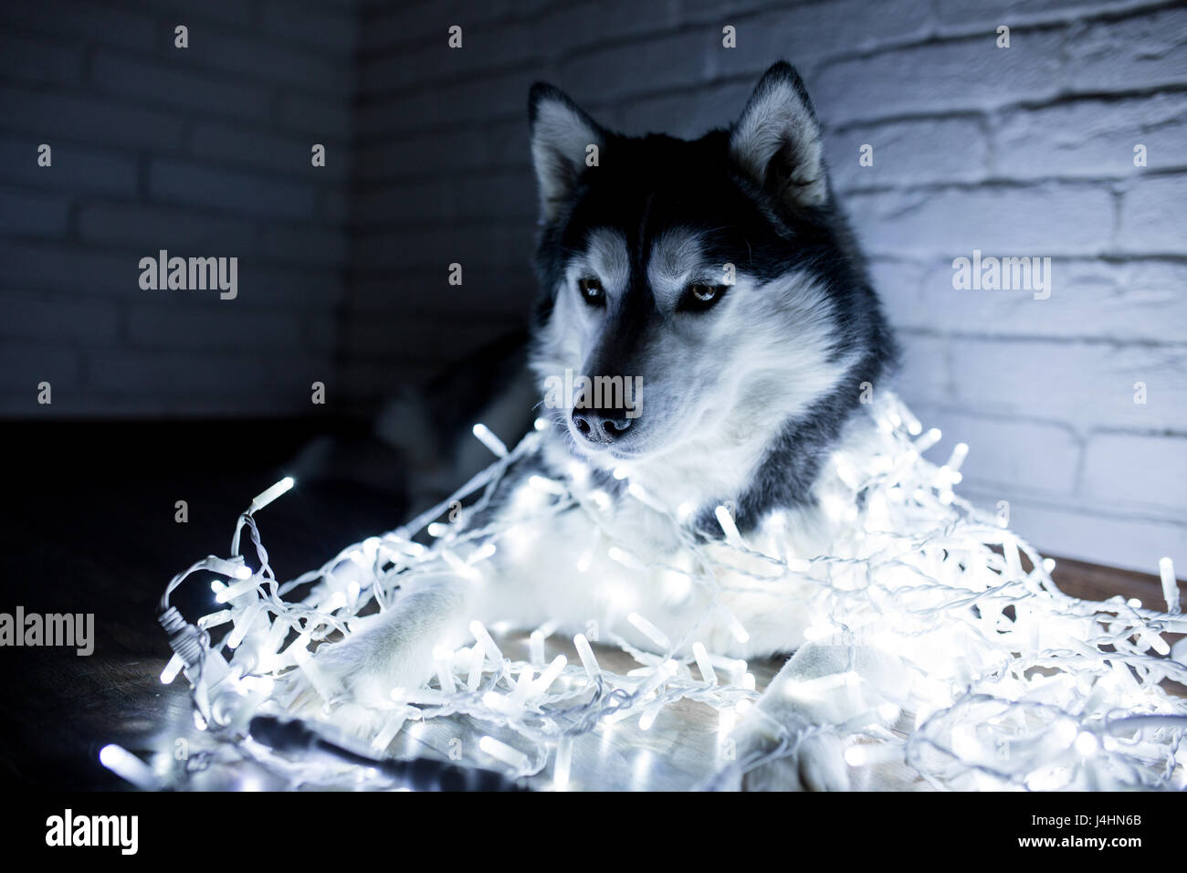 Husky de Sibérie dans les lumières à la maison se trouvant sur le plancher. mode de vie avec chien. Fond sombre Banque D'Images