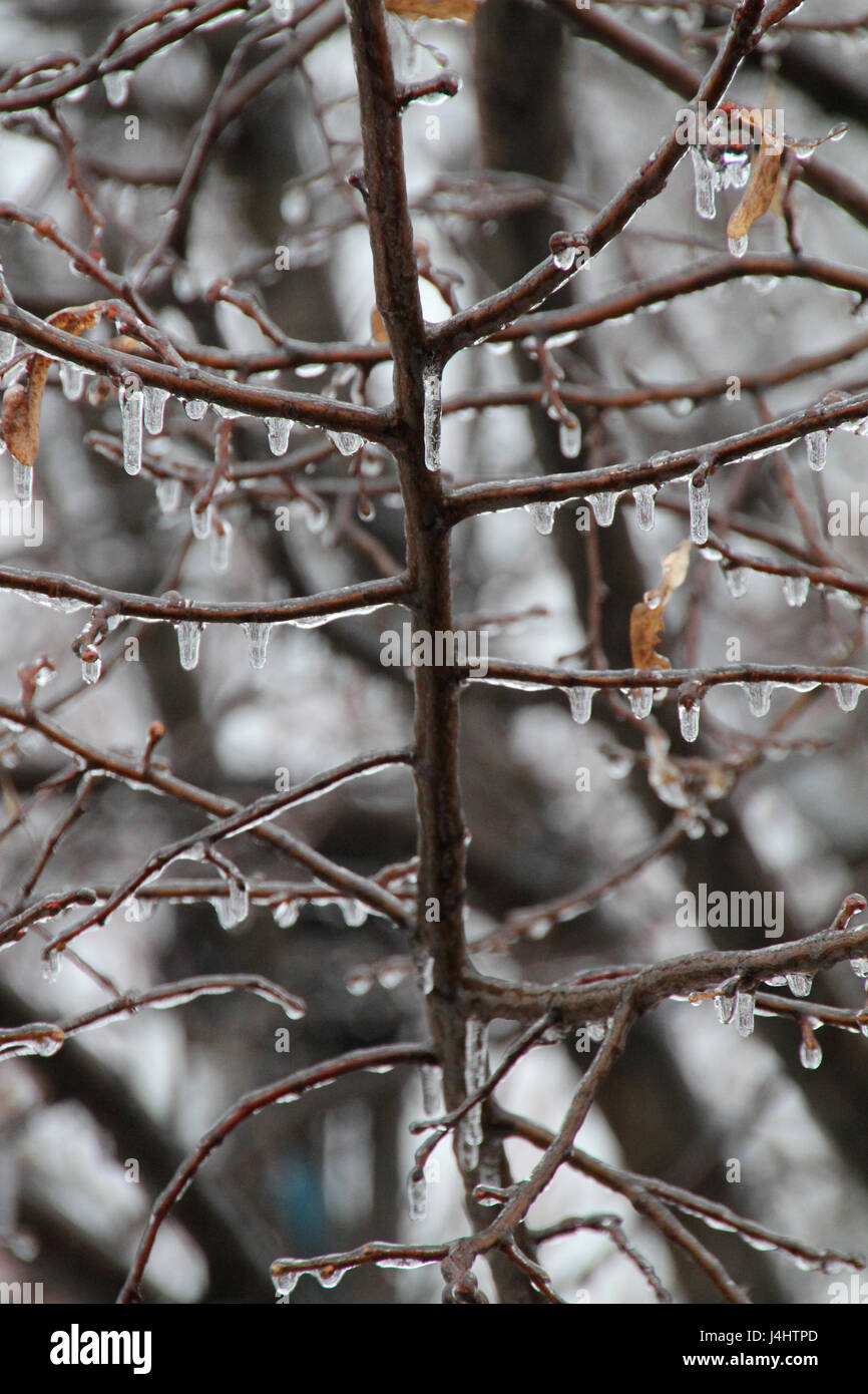 Branches avec des gouttes de glace gelé de la branches horizontales. Banque D'Images