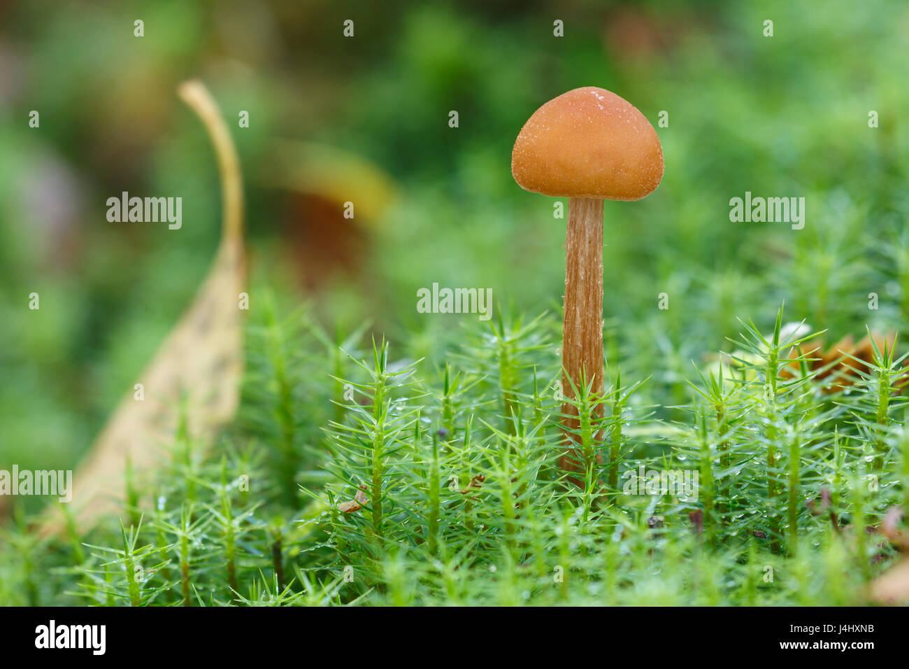 Petit champignon poussant à partir de mousse Polytric commun, Meathop Moss Nature Reserve, Cumbria, octobre. Banque D'Images