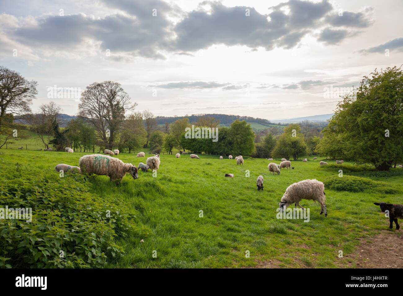 Agneaux et moutons près du village de Cotswold de Broadway, Worcestershire, Angleterre. Banque D'Images