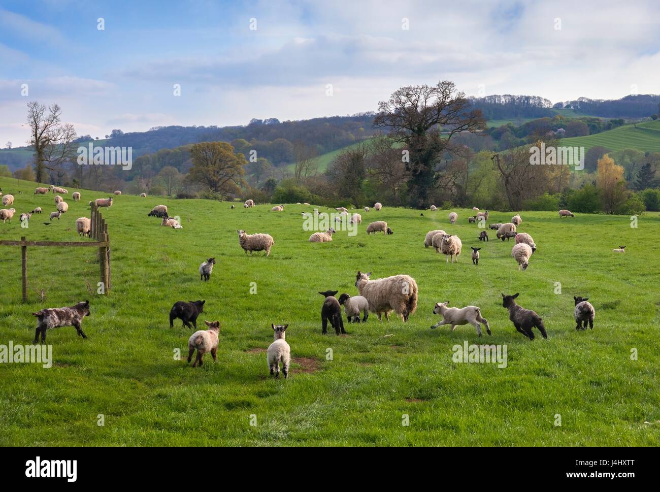 Agneaux et moutons près du village de Cotswold de Broadway, Worcestershire, Angleterre. Banque D'Images