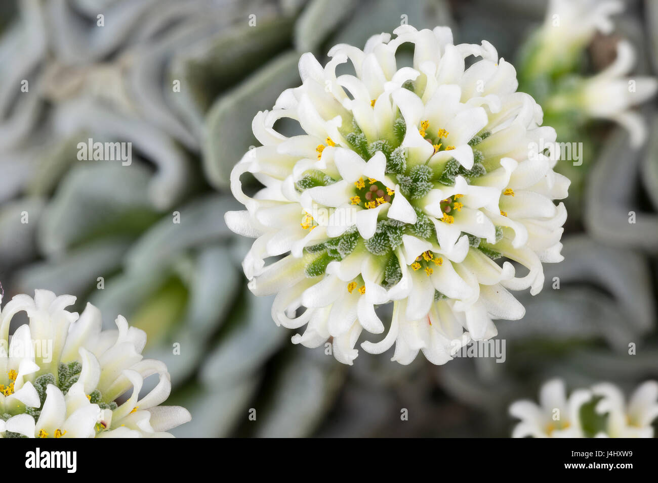 'Celia' Crassula Crassula mesembryanthemopsis et hybride entre Crassula susannae. Focus-stacked image. Banque D'Images