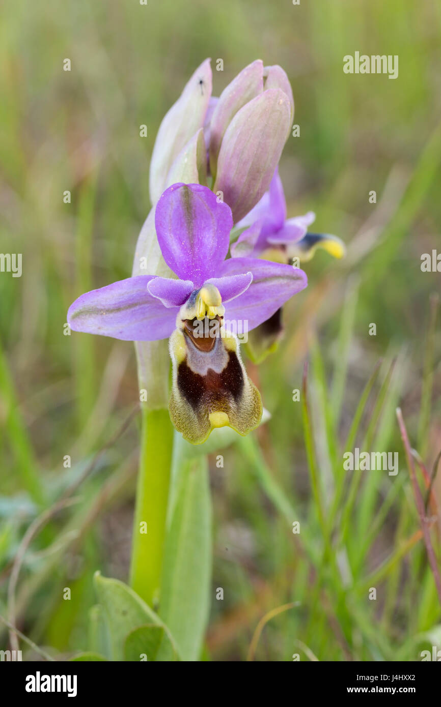 L'Orchidée mouche Ophrys tenthredinifera, Vila do Bispo, Algarve, Portugal Banque D'Images