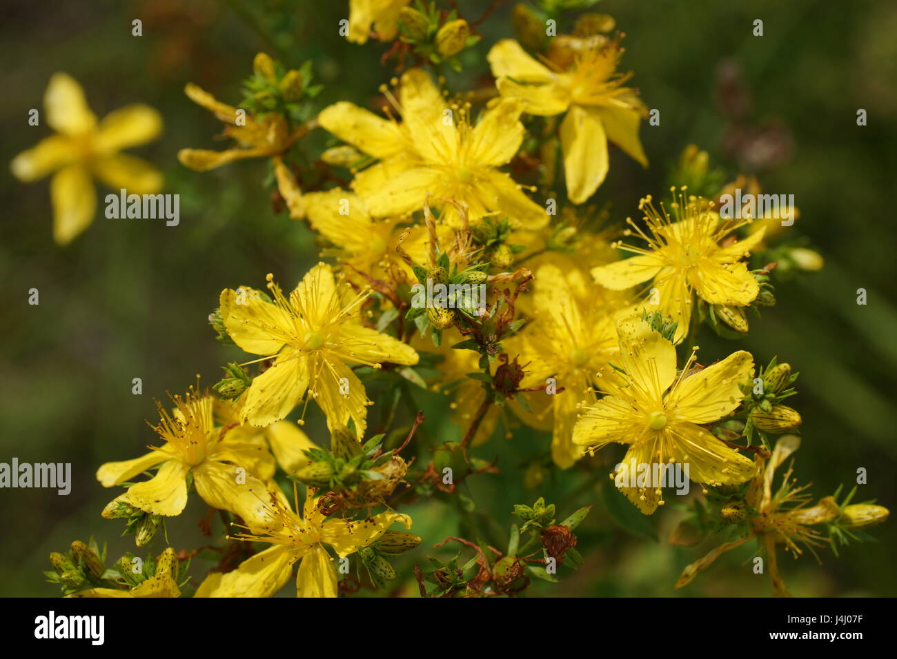 Fleurs d'un millepertuis (Hypericum Perforatum) Banque D'Images