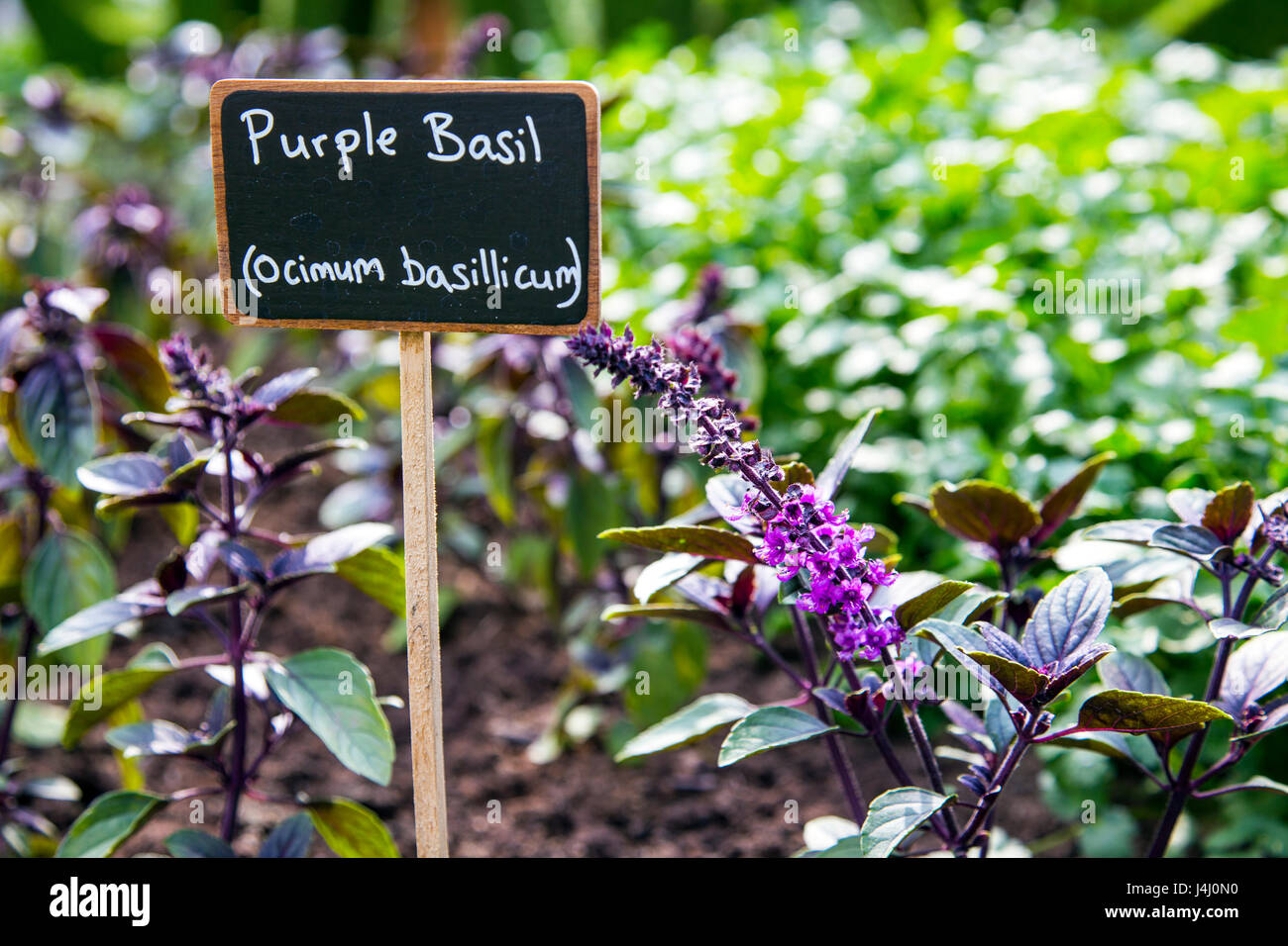 Étiquette pour Purple Basil (Ocimum basilicum) dans le jardin Banque D'Images