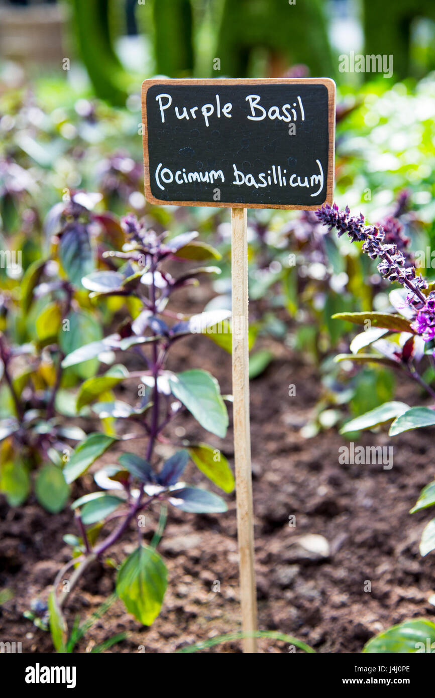 Étiquette pour Purple Basil (Ocimum basilicum) dans le jardin Banque D'Images