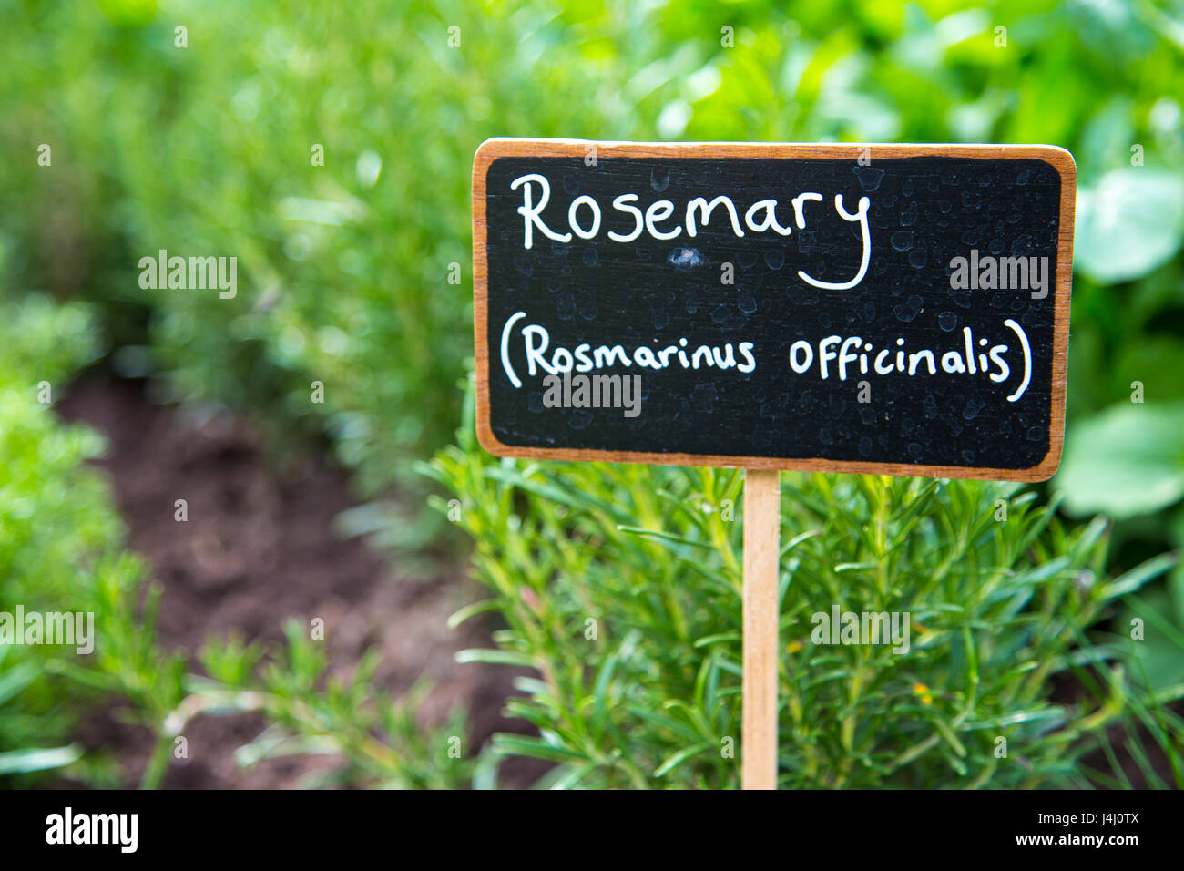 Étiquette pour le romarin (Rosmarinus officinalis) dans le jardin Banque D'Images
