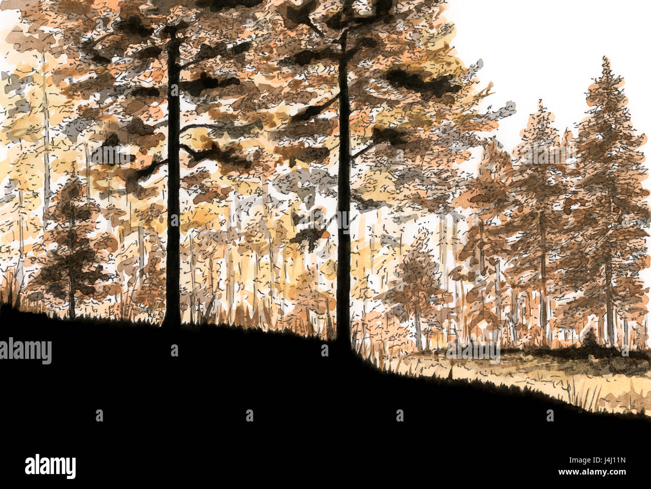 La forêt de conifères. Encre et aquarelle sur papier. Banque D'Images