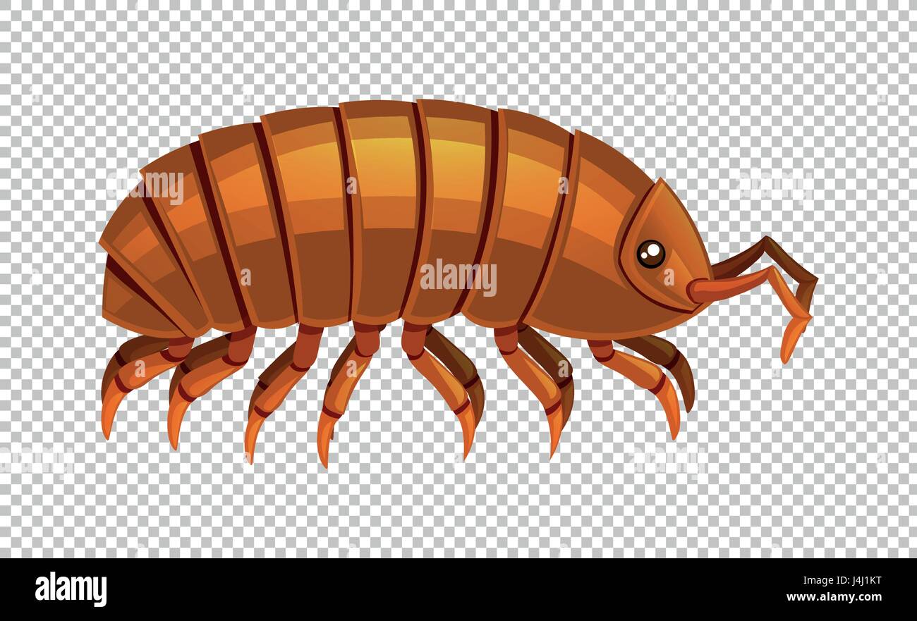 Poux sur fond transparent illustration Illustration de Vecteur
