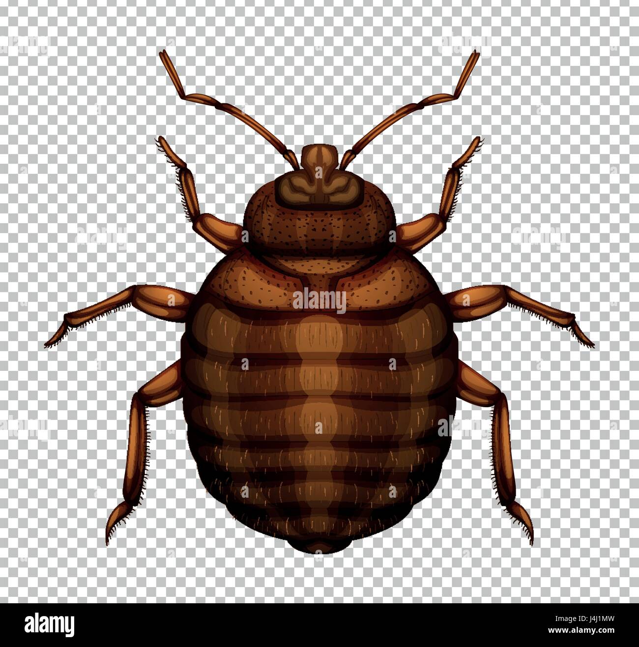 Brown bug sur fond transparent illustration Illustration de Vecteur