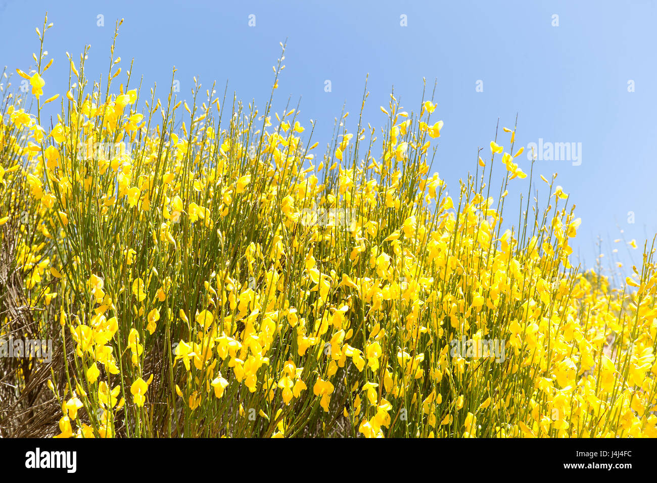 Nom des fleurs jaunes Banque de photographies et d'images à haute  résolution - Alamy