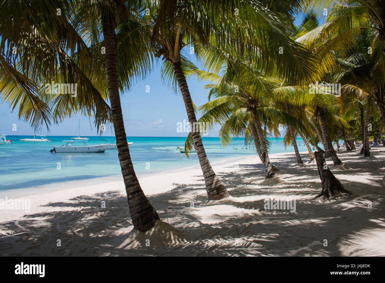 Palmiers sur l'île de Saona dans les Caraïbes. Banque D'Images