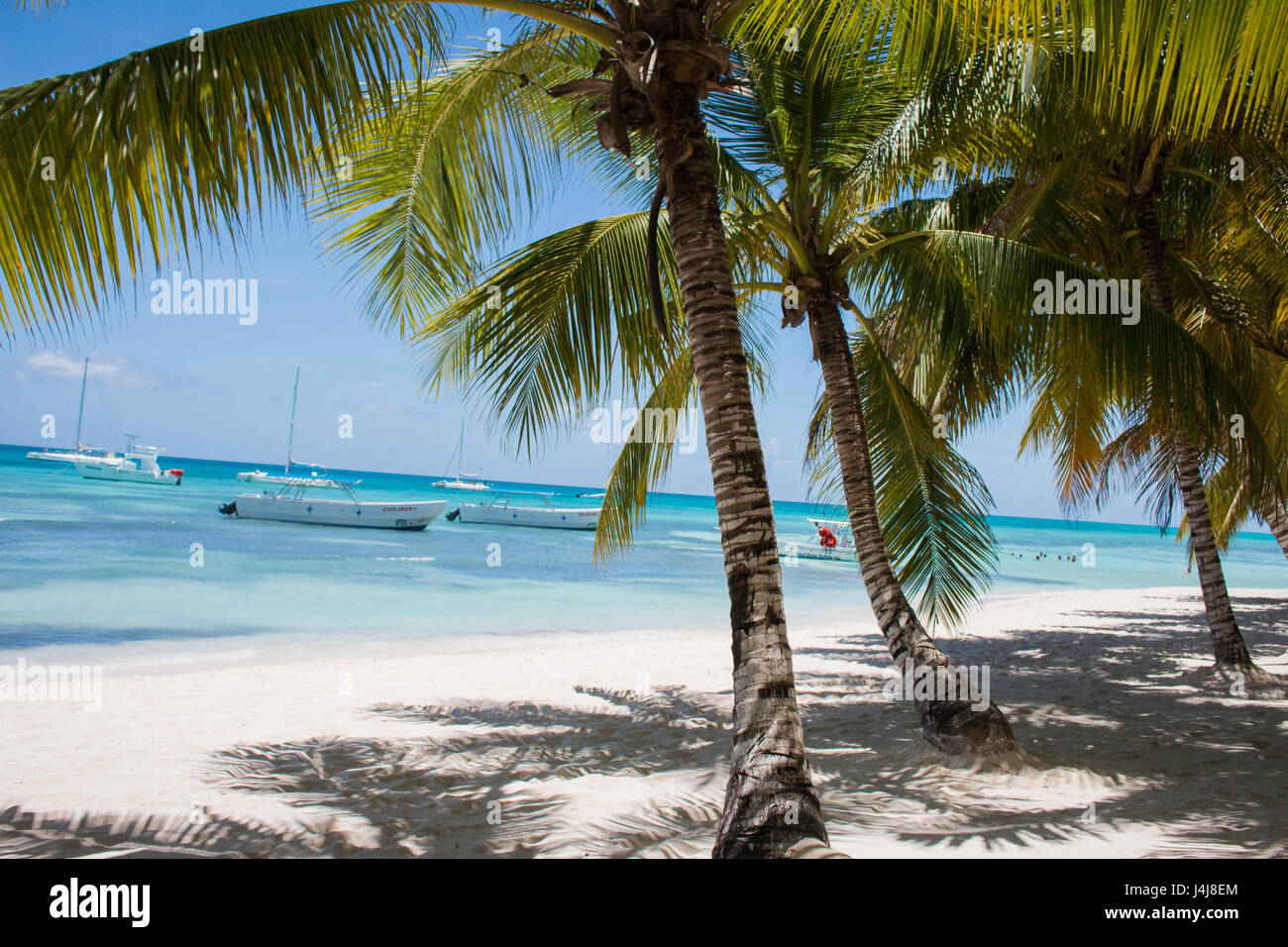 Palmiers sur l'île de Saona dans les Caraïbes. Banque D'Images