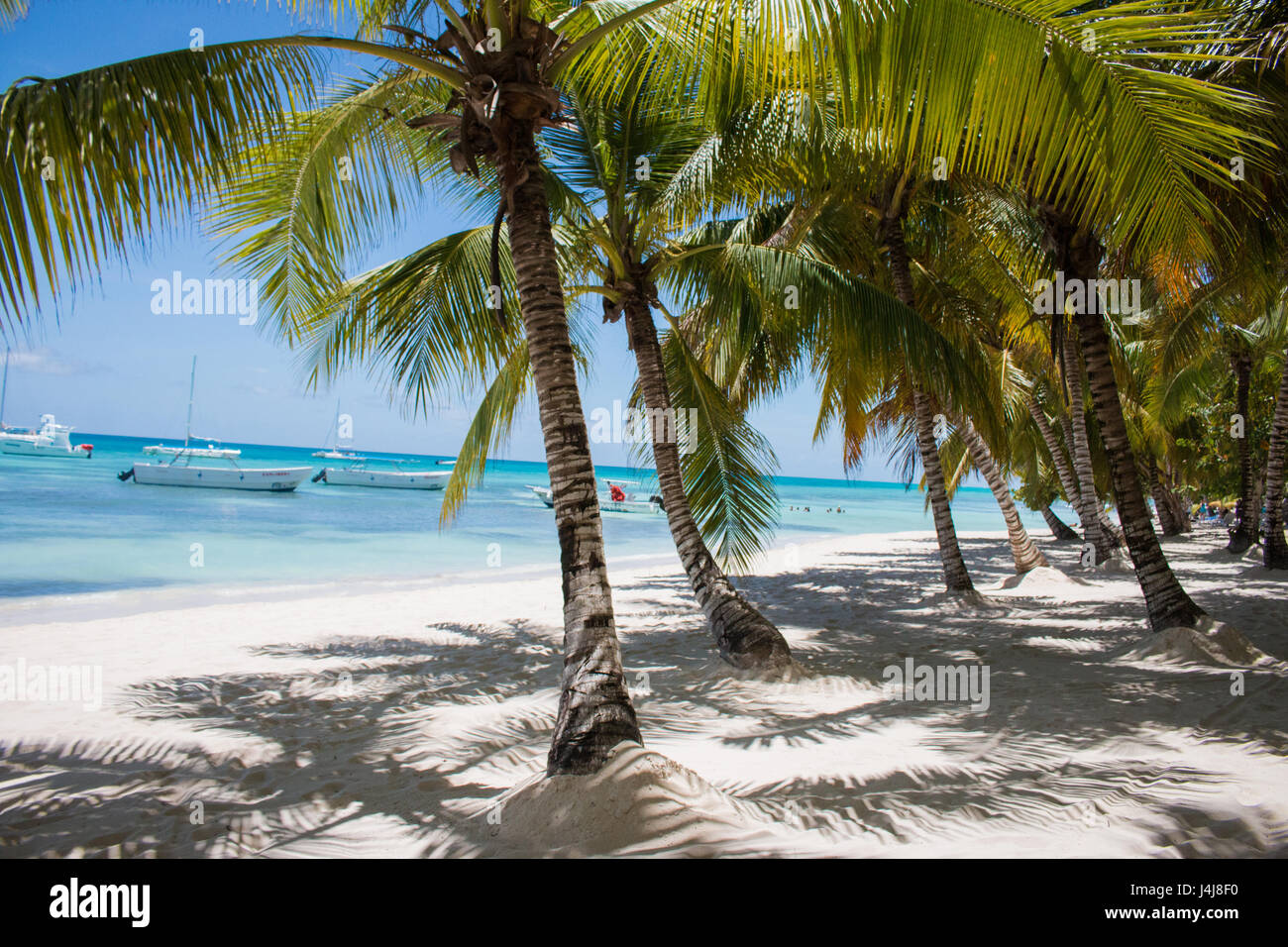 Palmiers sur l'île de Saona dans les Caraïbes. Banque D'Images