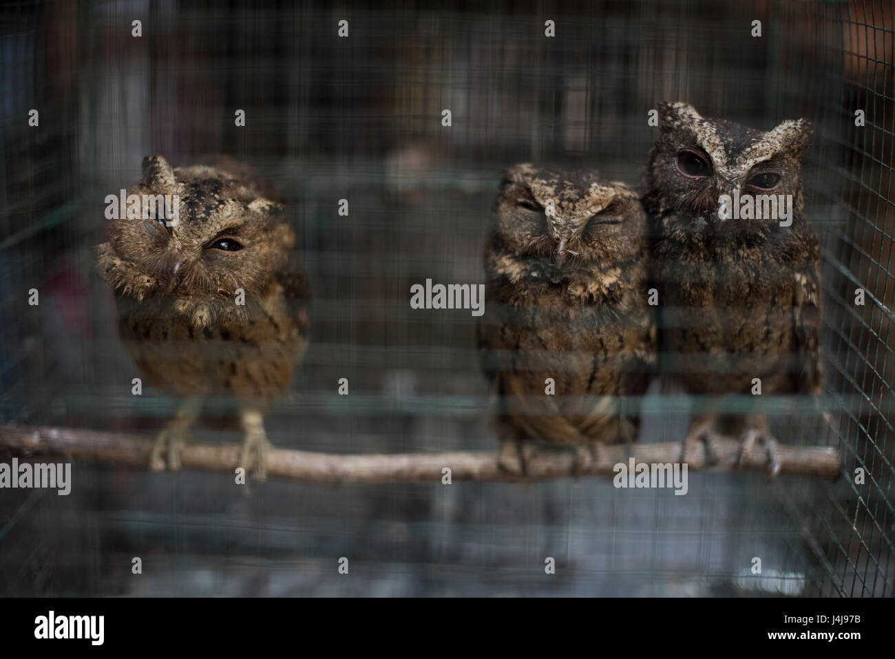 Les hiboux en cage au marché aux oiseaux Ngasem de Yogyakarta, Java, Indonésie. Banque D'Images