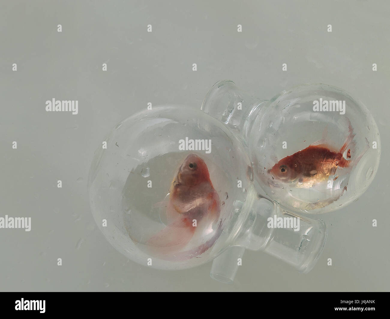 Deux rondes en verre flacons de produits chimiques avec une gorge étroite, à l'intérieur de chaque poisson rouge, sur fond gris lisse texture papier humide. Banque D'Images