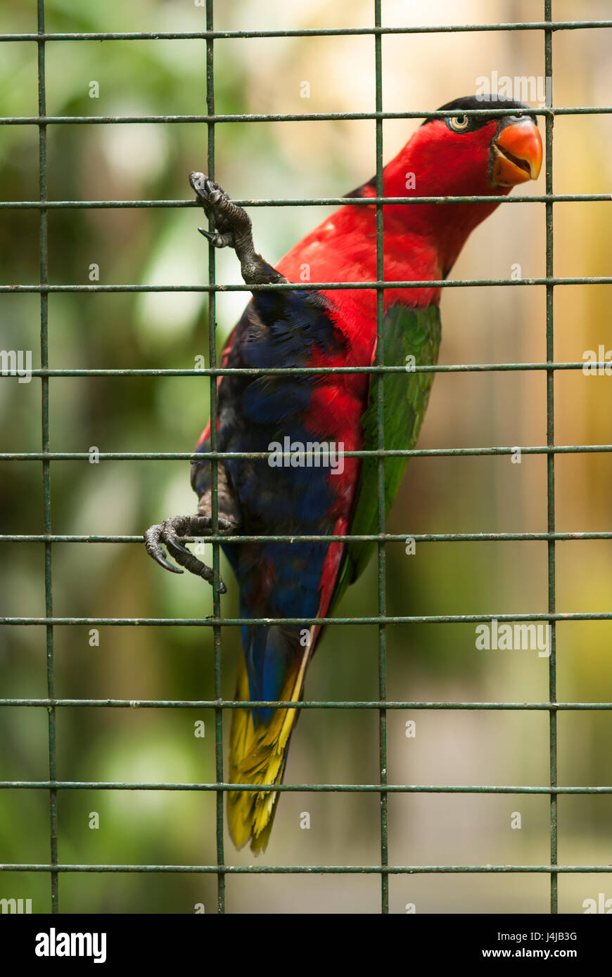 Parrot Oiseaux Tropicaux Dans Une Cage Métallique Tient Ses